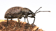 Kompakter Dickmaulrüssler (9).jpg